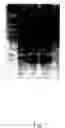 Fig. 08 - Isolated nucleic acids encoding xanthomonan polypeptides and uses thereof