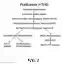 Fig. 03 - Identification and characterization of a novel alpha-amylase from maize endosperm