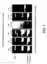 Fig. 04 - Identification and characterization of a novel alpha-amylase from maize endosperm