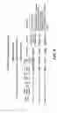 Fig. 09 - Identification and characterization of a novel alpha-amylase from maize endosperm