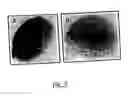 Fig. 06 - Male germ line cell-specific sequences