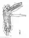 Fig. 16 - Knife retraction arm for a curved cutter stapler