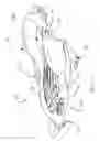 Fig. 02 - Snow sled having steerable foot rudders