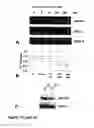 Fig. 35 - Methods of treating neurological conditions with hematopoietic growth factors