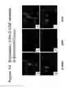 Fig. 71 - Methods of treating neurological conditions with hematopoietic growth factors