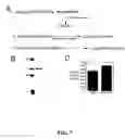 Fig. 09 - Delivery of enzymes to the brain