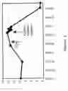 Fig. 07 - Formulations and methods of using nitric oxide mimetics against a malignant cell phenotype