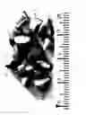 Fig. 04 - Nut fragments and methods of forming nut fragments