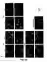 Fig. 03 - Methods for identifying an analog that promotes nerve regeneration