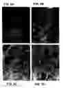 Fig. 09 - Methods for identifying an analog that promotes nerve regeneration