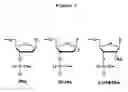 Fig. 02 - Oligonucleotides comprising alternating segments and uses thereof