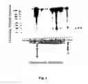 Fig. 04 - Antibodies for oncogenic strains of HPV and methods of their use