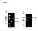Fig. 02 - Allelic variants of grp50