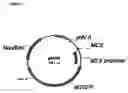 Fig. 02 - Method of genetic screening using an amplifiable gene