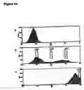 Fig. 06 - Method of genetic screening using an amplifiable gene