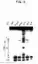 Fig. 03 - Benzodeazaadenine derivative base and electronic material containing the same