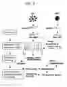 Fig. 04 - Novel dendritic cell-specific polynucleotides and microarray comprising the same