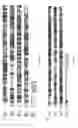 Fig. 06 - Cell death-related nucleases and their uses