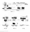 Fig. 20 - Cell death-related nucleases and their uses