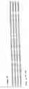 Fig. 20 - Detection and identification of and epidermidis using the 16S-23S rRNA spacer