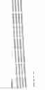 Fig. 21 - Detection and identification of and epidermidis using the 16S-23S rRNA spacer