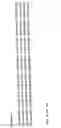 Fig. 22 - Detection and identification of and epidermidis using the 16S-23S rRNA spacer