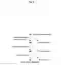 Fig. 04 - Methods and probes for diagnosing a gynaecological condition