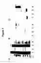 Fig. 08 - Aptamers and methods for their in vitro selection and uses thereof