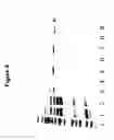 Fig. 09 - Aptamers and methods for their in vitro selection and uses thereof