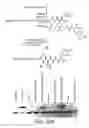 Fig. 50 - Evolving new molecular function