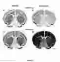 Fig. 04 - Oligonucleotide probe sets and uses thereof