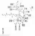 Fig. 25 - Nucleic acids encoding an enediyne polyketide synthase complex