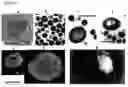Fig. 02 - Method of isolation and self-assembly of small protein particles from blood and other biological materials