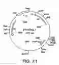 Fig. 35 - Immunization of dairy cattle with chimeric GapC protein against infection