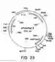 Fig. 37 - Immunization of dairy cattle with chimeric GapC protein against infection