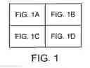 Fig. 02 - High bone mass gene of 11q13.3