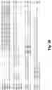 Fig. 06 - Antibodies against PAK5