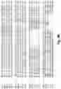 Fig. 08 - Antibodies against PAK5