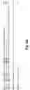 Fig. 20 - Antibodies against PAK5