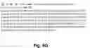 Fig. 33 - Antibodies against PAK5