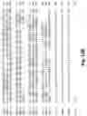 Fig. 68 - Antibodies against PAK5