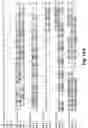 Fig. 69 - Antibodies against PAK5