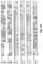 Fig. 70 - Antibodies against PAK5