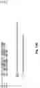 Fig. 71 - Antibodies against PAK5