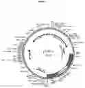 Fig. 02 - Recombinantly expressed carboxypeptidase B and purification thereof