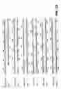 Fig. 06 - Serine proteases from-gram-positive microorganisms