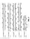 Fig. 09 - Serine proteases from-gram-positive microorganisms