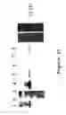 Fig. 16 - Covalently reactive transition state analogs and methods of use thereof