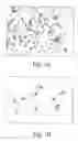 Fig. 02 - Conditioned medium for culturing Schwann cells