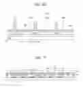 Fig. 12 - Dual panel type organic electroluminescent display device and method of fabricating the same
